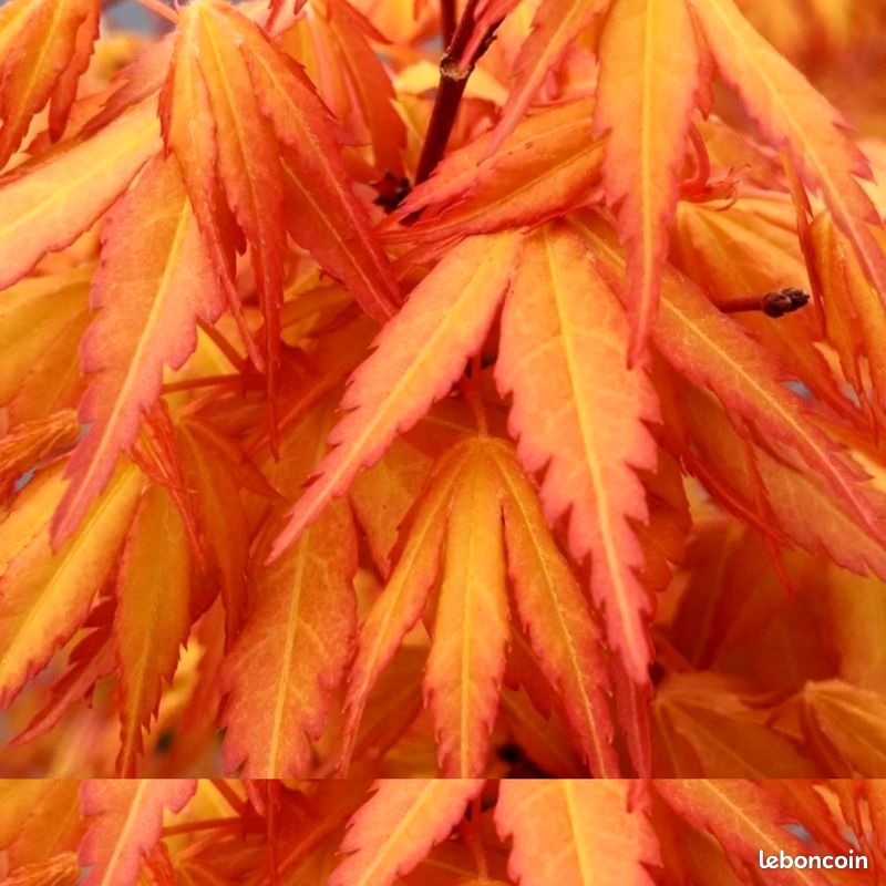 Acer palmatum 'Katsura' - hauteur 1m70 / largeur 1m80 (image 5)
