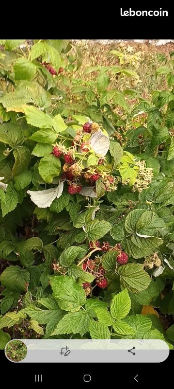 Vends pieds de framboise remontante hauteur 70/80 cm en racine nu prête à planter.10 plant (image 1)