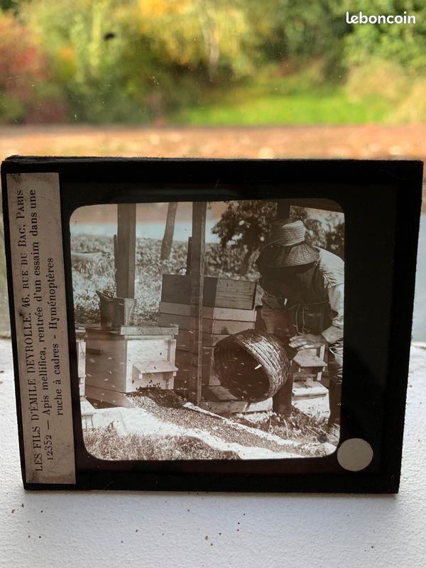Photo Stéréo Ancienne Allemagne 1900 - Zoologie Abeille Apiculture - Tirage Argent Original