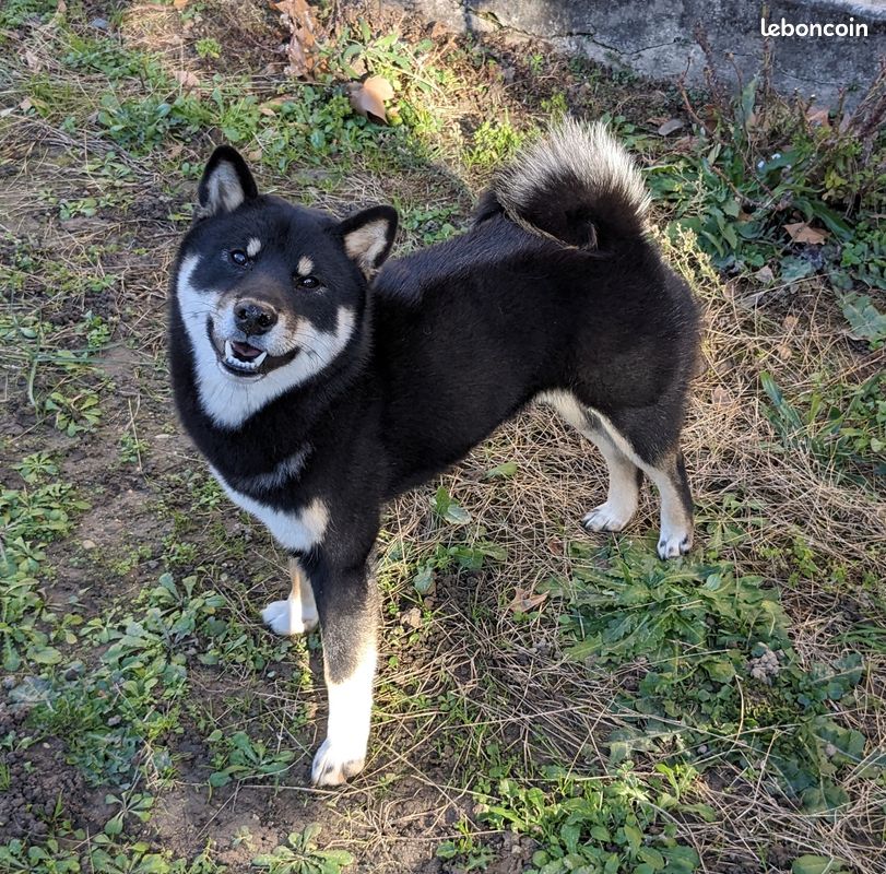 Shiba inu LOF, confirmé et ADN complet cotation 4 pour saillie (image 3)