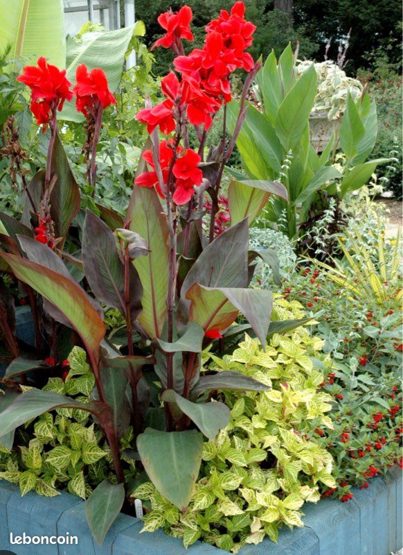 Créez Un Jardn Luxurant Et Dépaysant Avec Ces 7 Vvaces Exotques