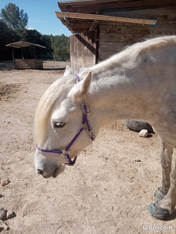 Licol Protack Nylon Violet – Taille Poney, Neuf Avec étiquette
