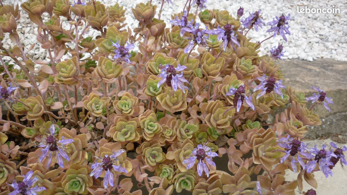 Jardinière et plante exotique et médicinale (image 2)