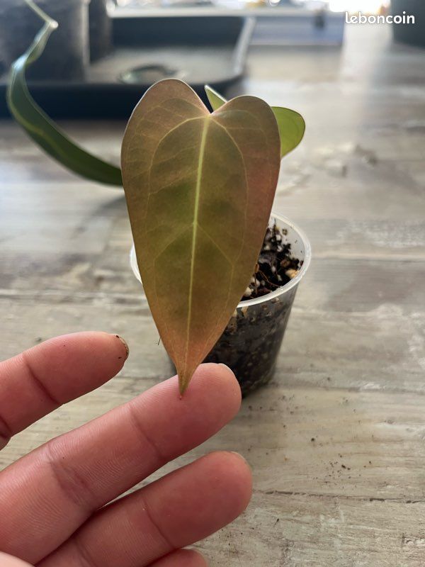 Anthurium Velvet Moira X - Jardin & Plantes