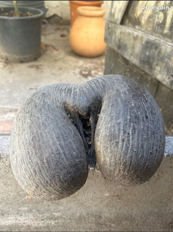 Coco fesse (image 7)