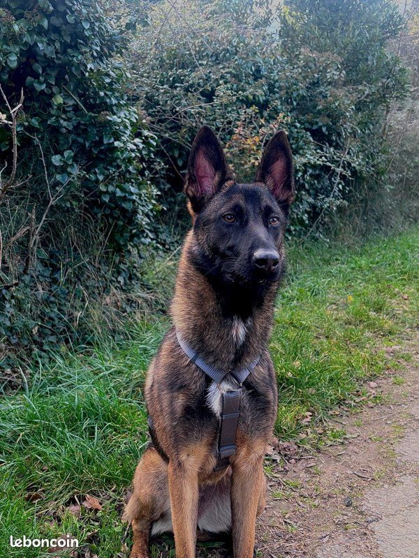 Malinois femelle (image 1)