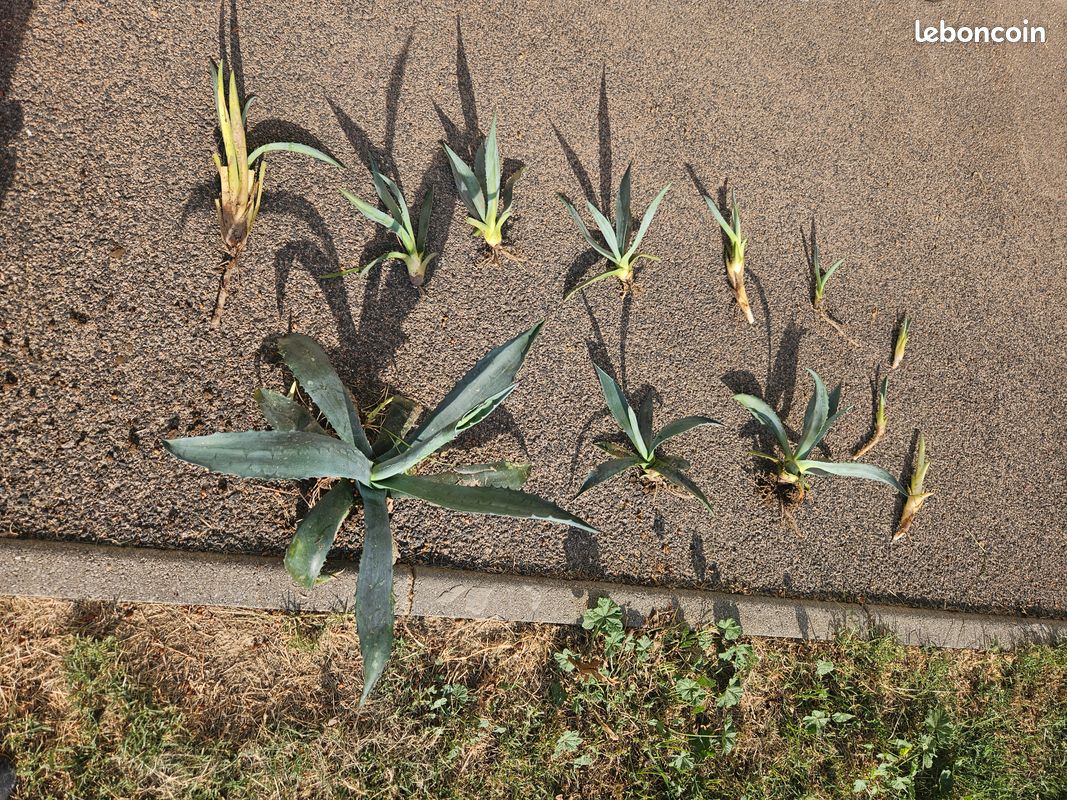 Plants de cactus, nombreuses tailles (image 1)