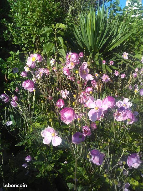 Doronic anémone fougère bergenia (image 2)