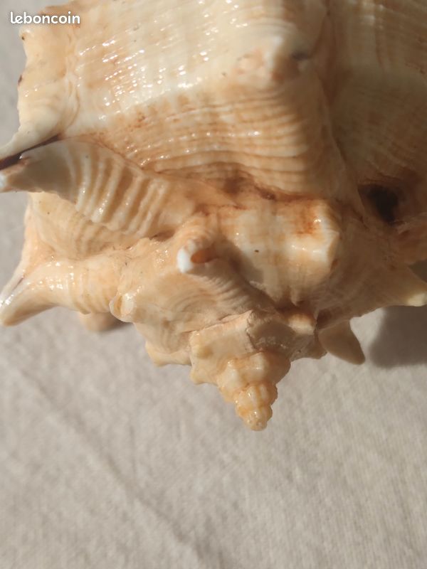 Coquillage véritable (image 6)