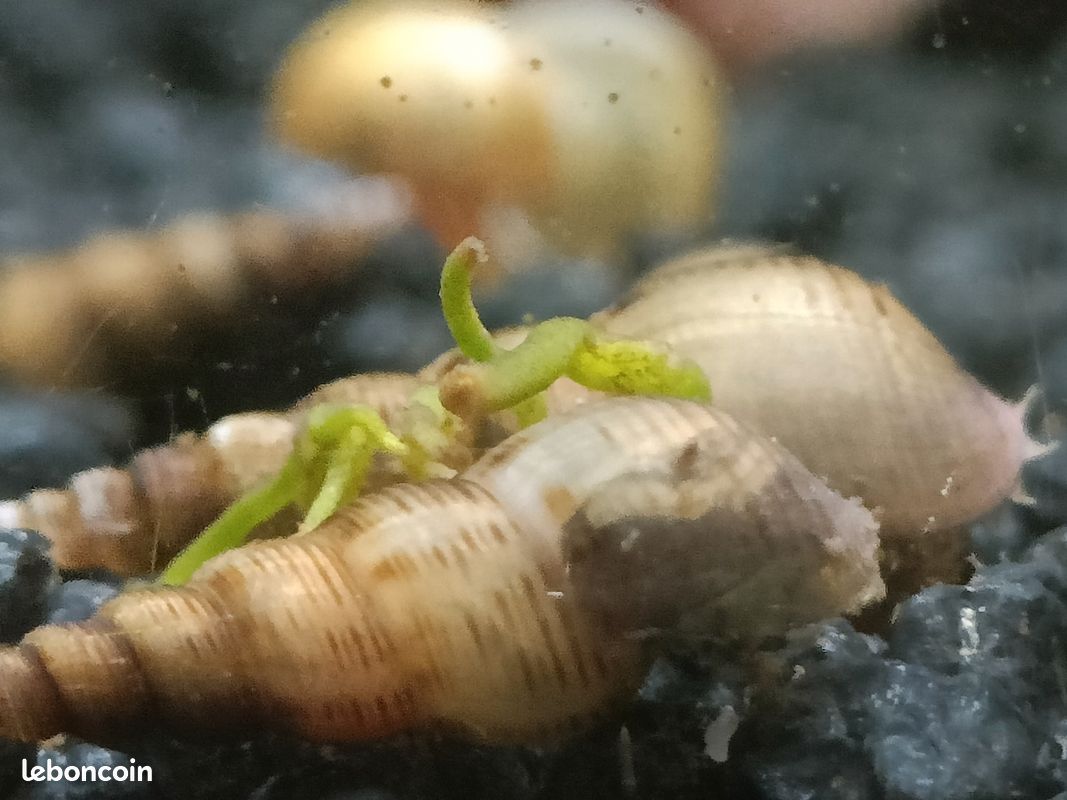 Don escargots d'eau/ échange (image 1)