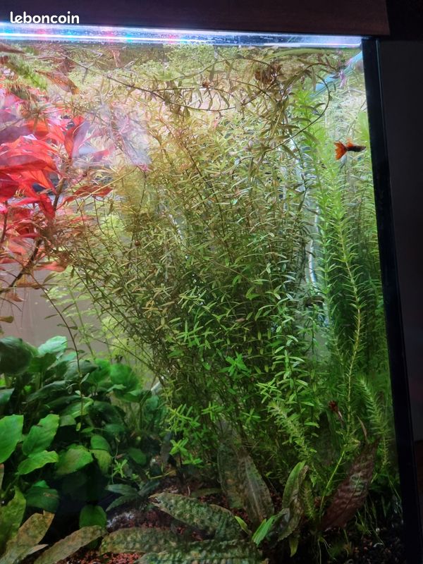 Plantes aquarium (image 3)