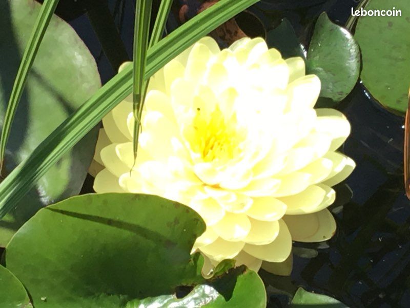 Plante de bassin ,nénuphar lemon meringue (image 8)