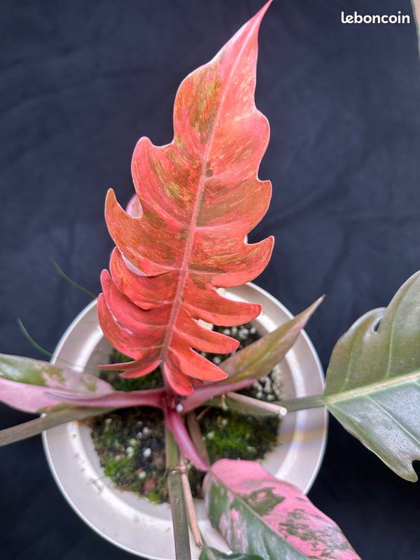 RARE - Philodendron caramel marble variegata full pink - Jardin & Plantes