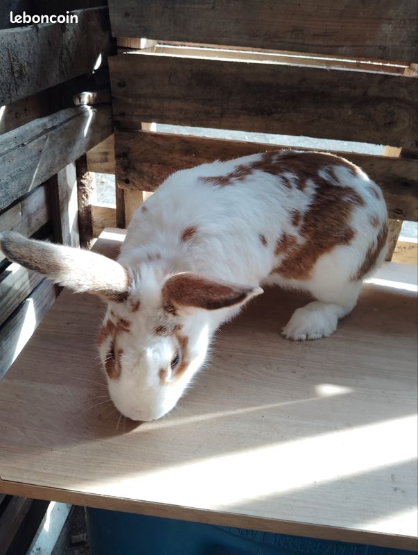 Lapin mâle (image 2)