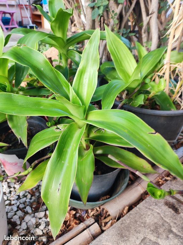 Callisia rare (image 3)