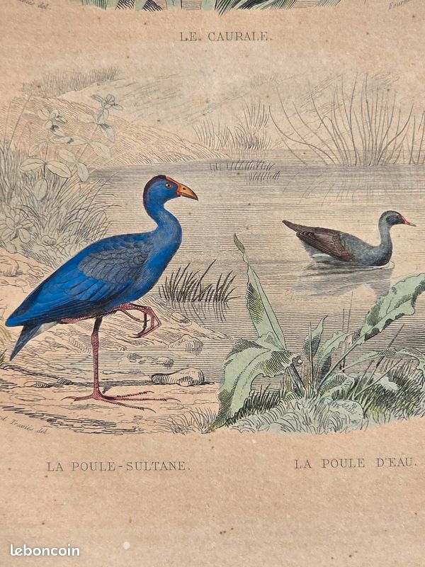 Gravure colorisée à la main de Buffon (+150 ans) – Poule sultane et caurale (image 3)