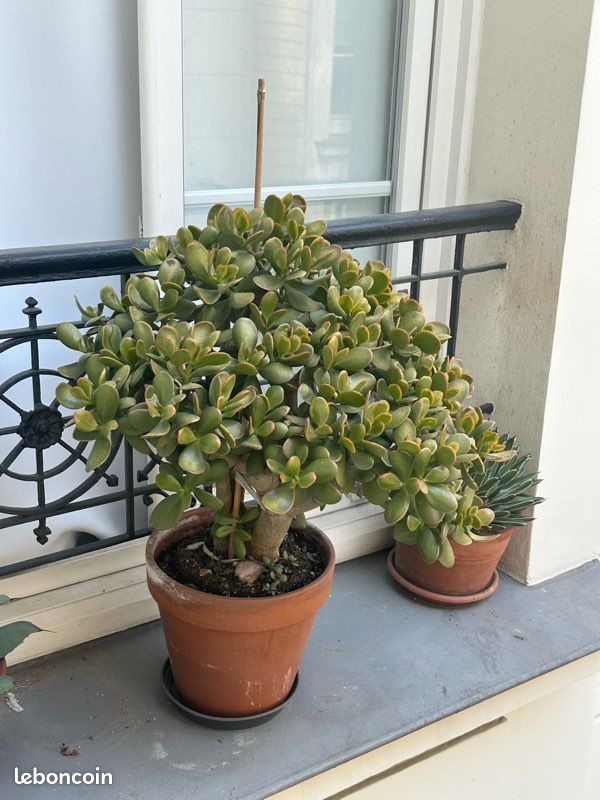 Arbre de Jade Crassula Très jolie succulente 50 cm de haut (image 2)