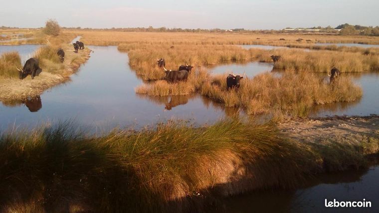 Chambres d'hôtes en Camargue (suite petit bois) (image 10)