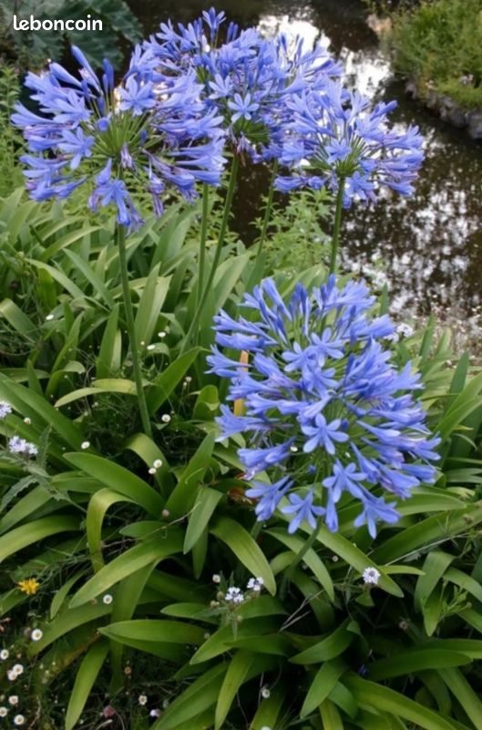 Agapanthe en pot (image 1)