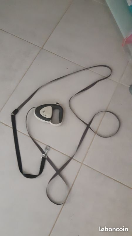Laisse enrouleur Flexi 3m (image 1)