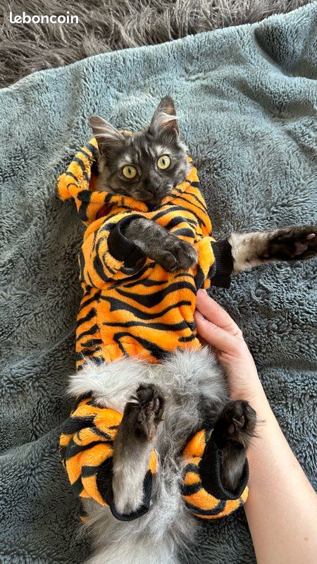 Déguisement tigre pour chat (image 1)