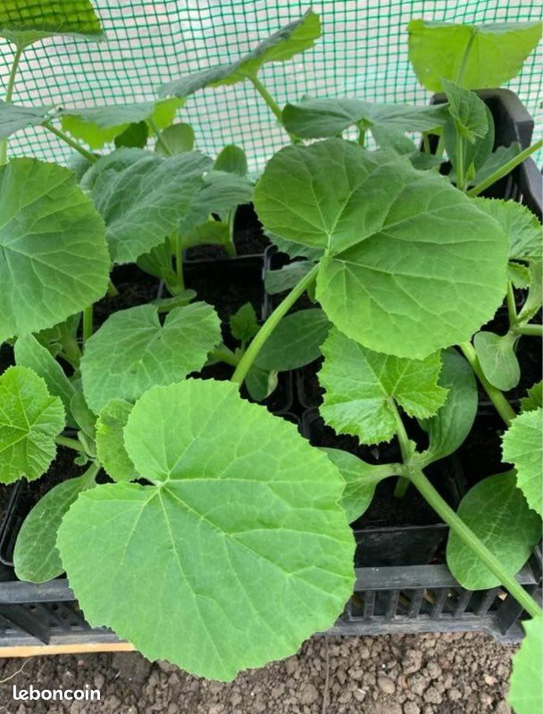 Plants de légumes et fruits variétés (image 7)