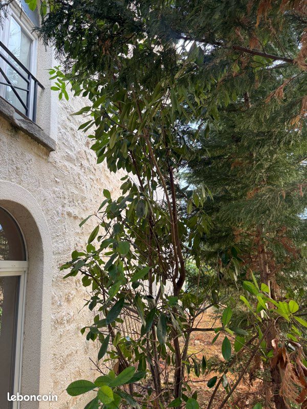 Arbre (image 2)