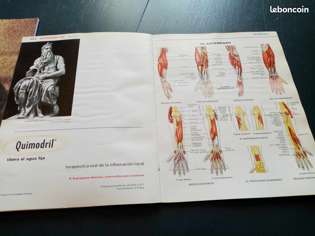 Atlas musculaire de l ascorbamine 1500 (image 4)
