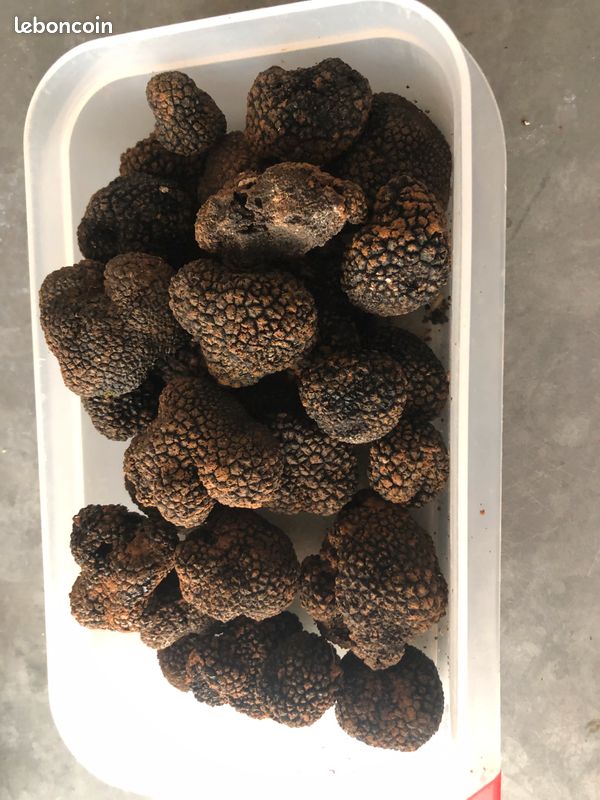 Truffes d été (image 1)