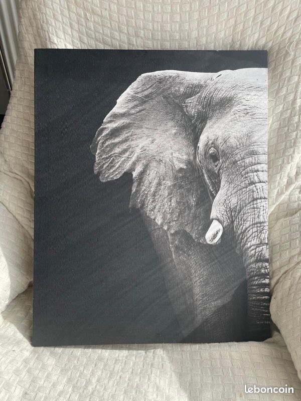 Tableau en toile - Éléphant noir et blanc (image 1)