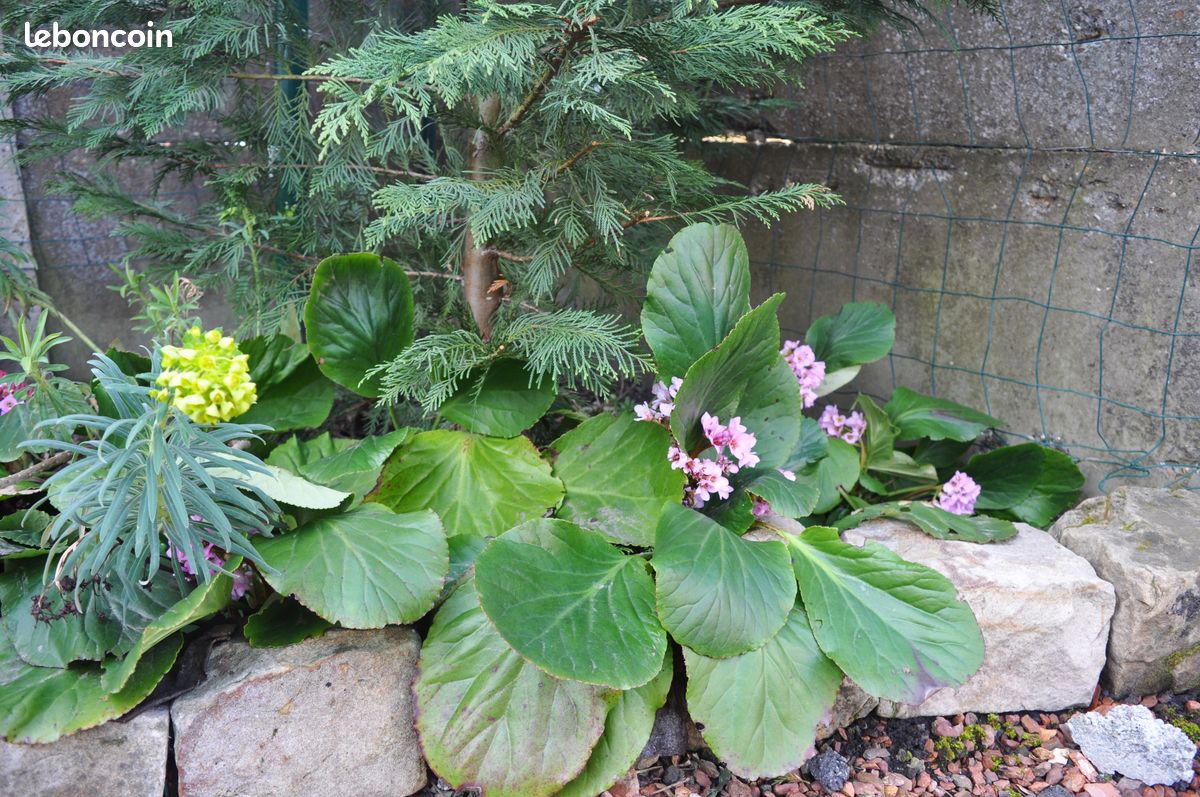 10 pieds de plante des Savetiers - Bergenia cordifolia – ENVOIS POSSIBLES (image 1)