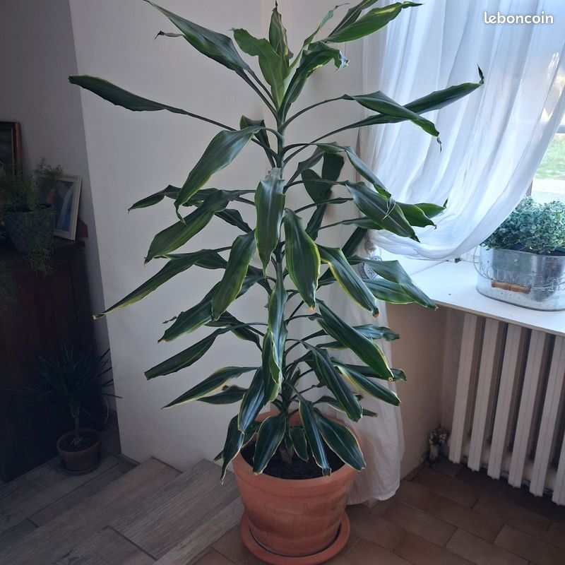 Plante verte (image 1)