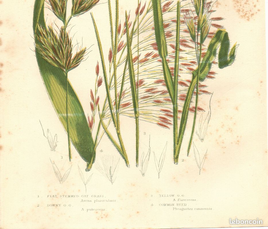 Gravure ancienne. Avoine folle. A. Pratt 1889 - Deco nature (image 3)