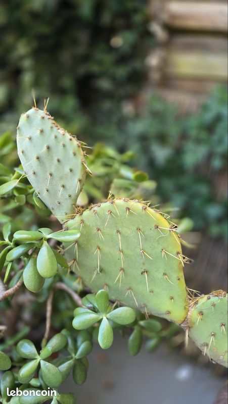 Cactus a rempoter - Jardin & Plantes