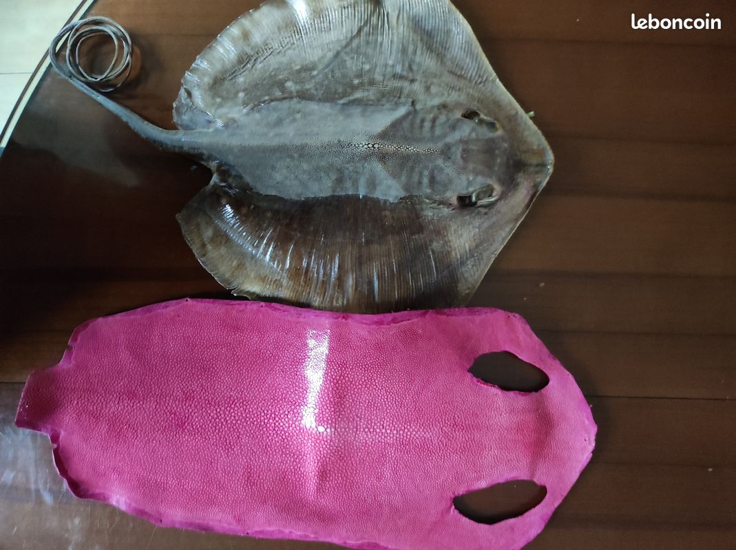 Porte feuille en Galuchat cuir de Raie pour femme (image 5)