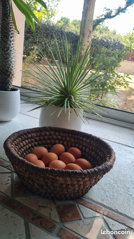 Panier ( à œufs ou autres ) (image 2)