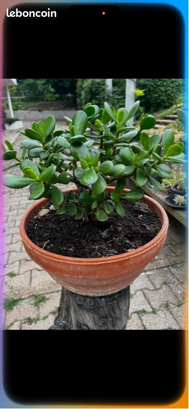 Très belle plante, arbre de Jade ou arbre de bonheur (image 1)