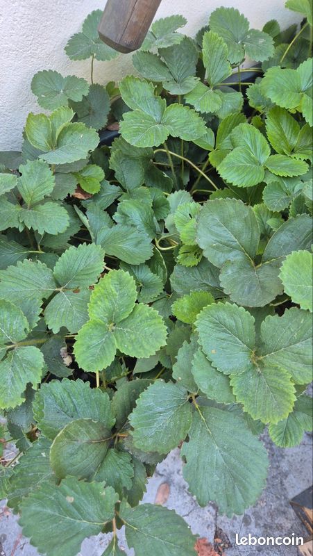 Plants de fraises remontantes (image 3)