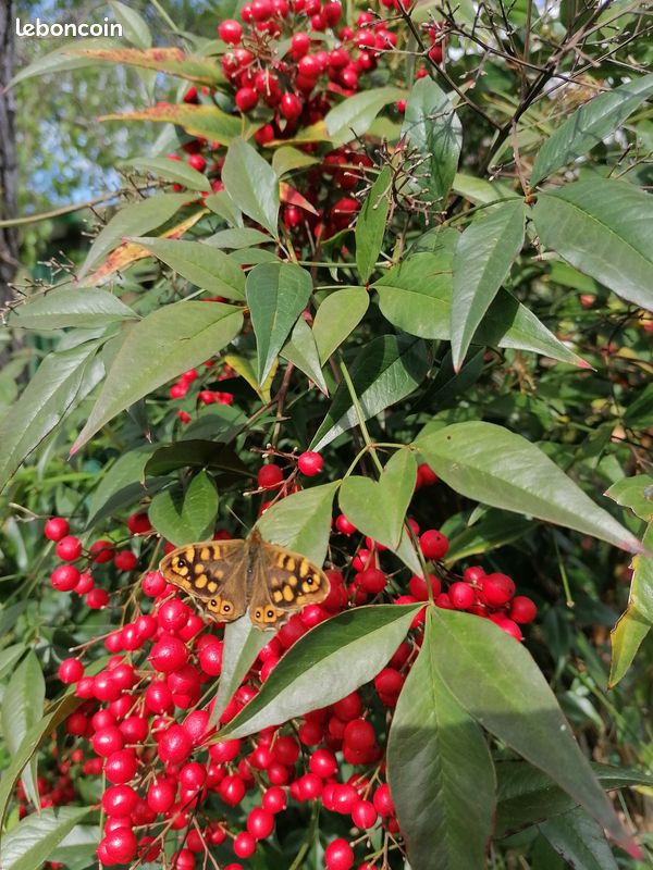 Divers arbustes et plantes vivaces (image 3)
