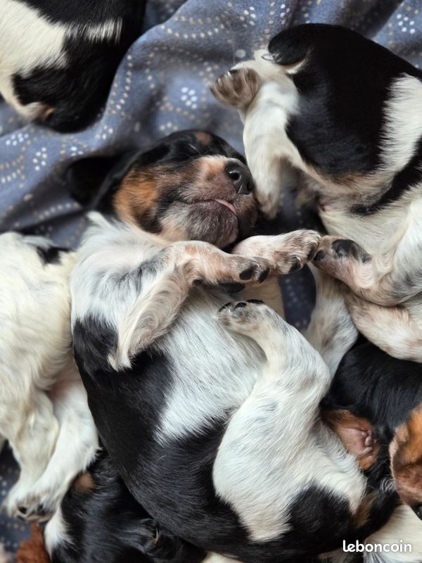 Chiots epagneul breton (image 2)