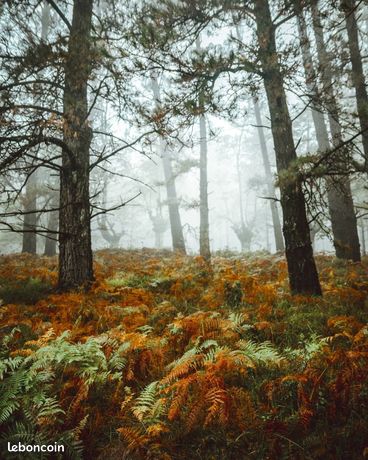 Propriété Forestière de 26 Hectares