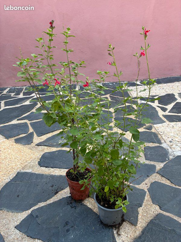 Sauge rouge 4 euros le pot (image 1)