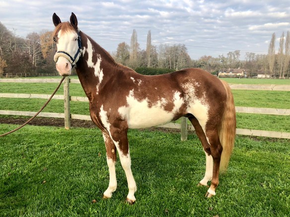 Le bon coin on sale van pour chevaux