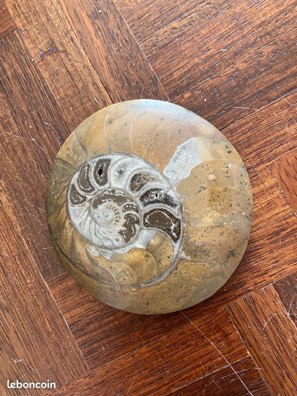Fossile pierre (image 3)