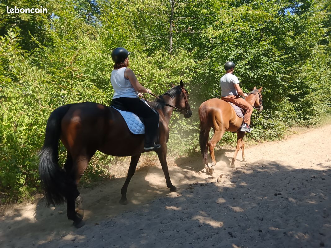 Balade à cheval (image 3)