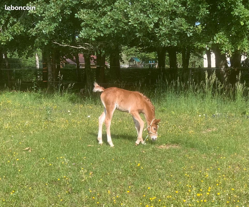 Pouliche COPB (image 3)