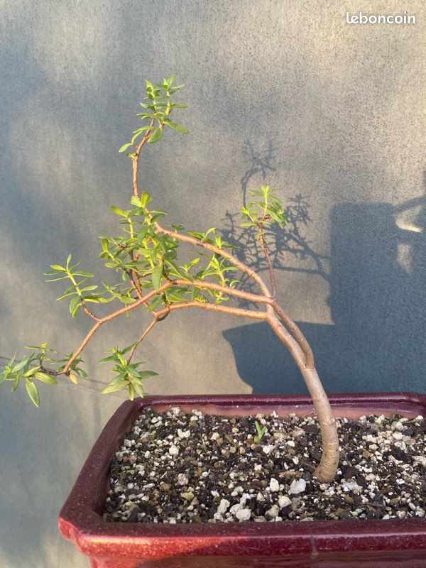Bonsa Crassula sarcocaulis succulentes  - Jardin & Plantes
