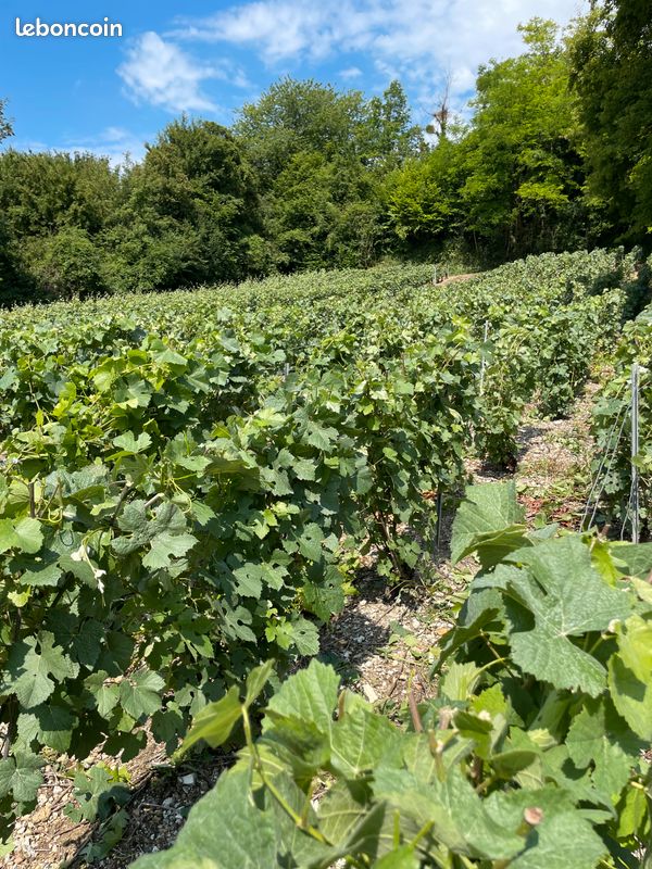 Vigne 6,56 Ares · à Jaulgonne · 60 000 €