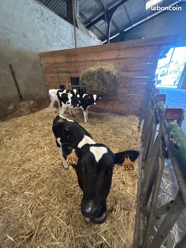 3 veaux génisses de 2 mois - prim holstein (image 3)