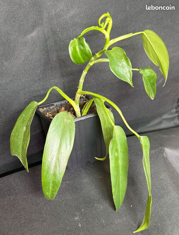 philodendron birkin standort Philodendron Birkin (Busch) main image 0